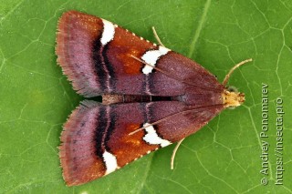 Pyralis cardinalis