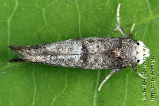 Swammerdamia pyrella