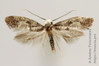 Swammerdamia pyrella