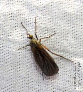 Empis borealis