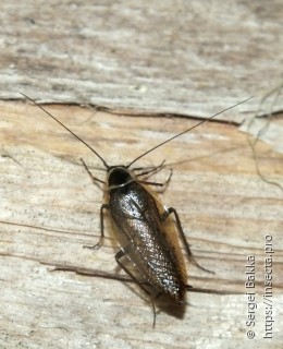 Ectobius sylvestris