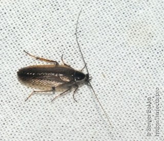 Ectobius sylvestris