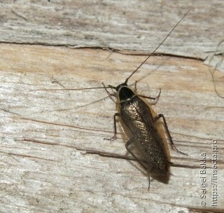 Ectobius sylvestris