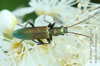 Chrysanthia viridissima