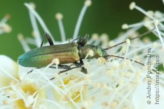 Chrysanthia viridissima