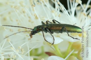 Chrysanthia viridissima