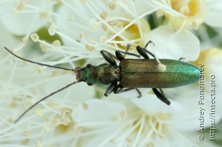 Chrysanthia viridissima