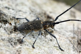 Monochamus galloprovincialis