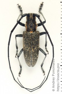 Monochamus galloprovincialis