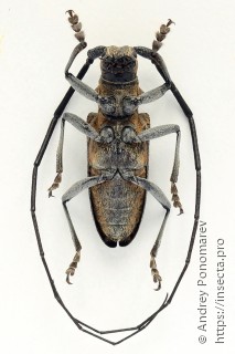 Monochamus galloprovincialis