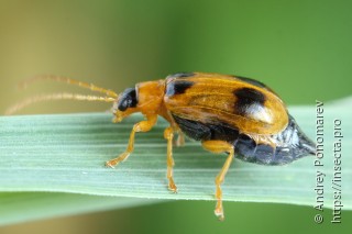 Phyllobrotica quadrimaculata