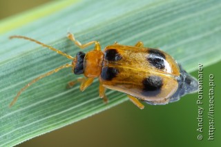 Phyllobrotica quadrimaculata