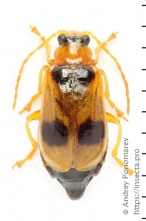 Phyllobrotica quadrimaculata