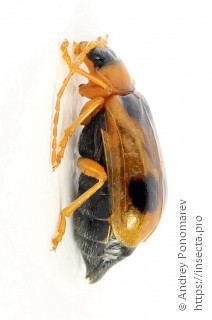 Phyllobrotica quadrimaculata