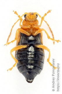 Phyllobrotica quadrimaculata