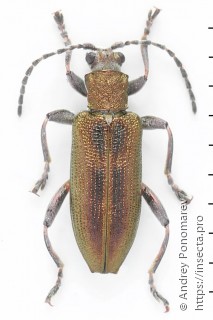 Donacia vulgaris