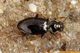 Bembidion lampros