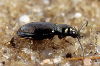 Bembidion lampros