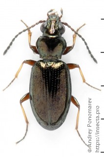 Bembidion lampros