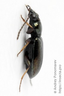 Bembidion lampros