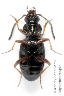 Bembidion lampros