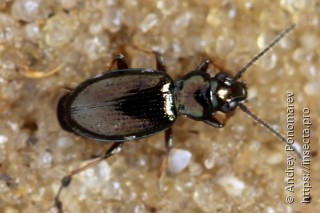 Bembidion lampros