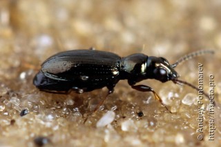 Bembidion lampros