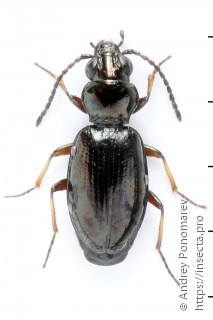 Bembidion lampros