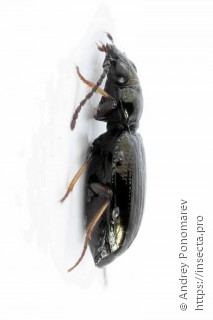 Bembidion lampros