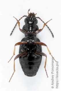 Bembidion lampros