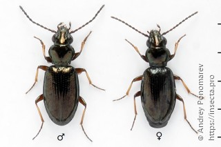 Bembidion lampros