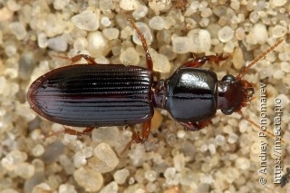 Clivina fossor