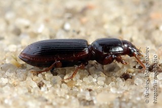 Clivina fossor