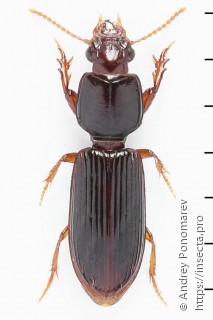 Clivina fossor