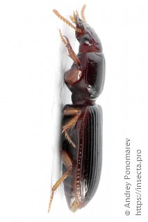 Clivina fossor