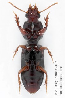 Clivina fossor