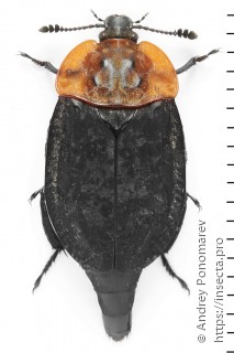 Oiceoptoma thoracicum