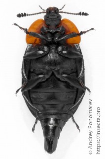 Oiceoptoma thoracicum