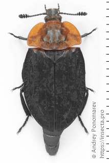 Oiceoptoma thoracicum