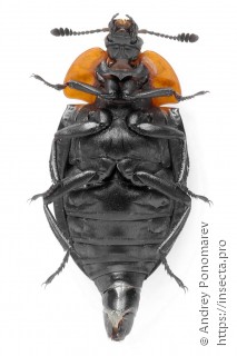 Oiceoptoma thoracicum