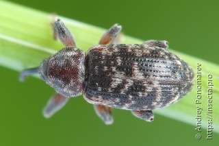 Dorytomus tremulae