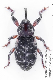 Dorytomus tremulae