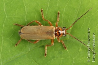 Cantharis figurata