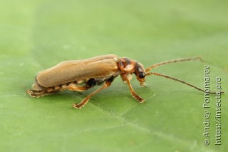 Cantharis figurata