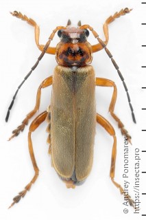 Cantharis figurata