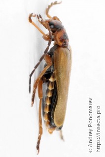 Cantharis figurata