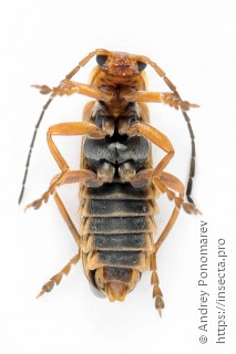 Cantharis figurata