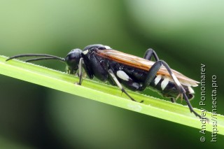 Macrophya duodecimpunctata