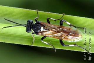 Macrophya duodecimpunctata