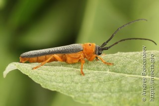 Oberea oculata